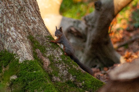 Red Squirrel tree hugging 
