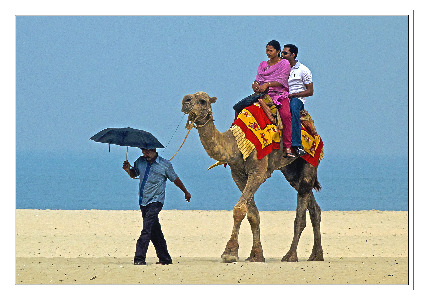 Camel Ride