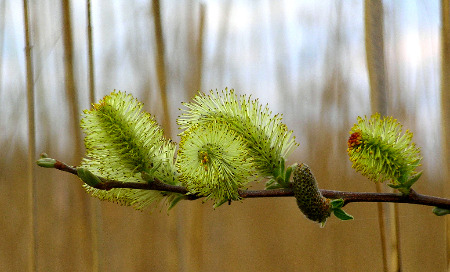 Pussy Willow