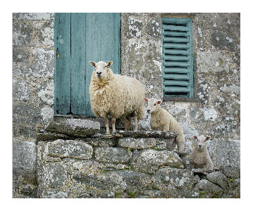 Sheep Steps