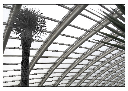 In the Palmhouse