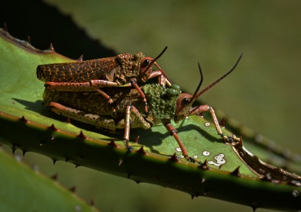 Zonocerus Elegans