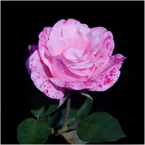 Fading beauty after rain