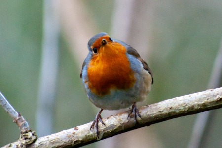 Interested Robin. 