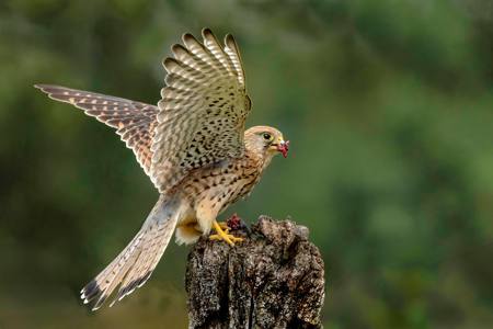 Kestrel with Lunch 9.5/10