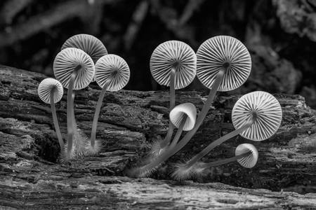Fungi Parachutes