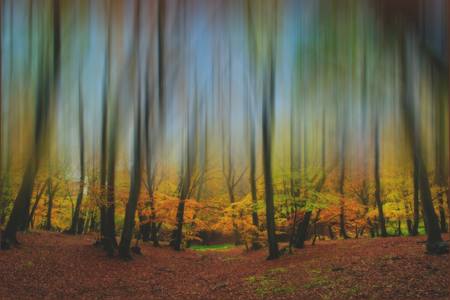 Trees 10/10