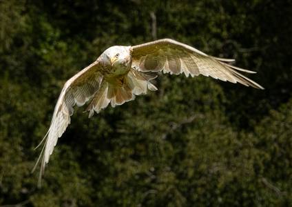 Leucistic Red Kite 9.5/10