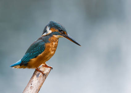 Kingfisher 9.5/10