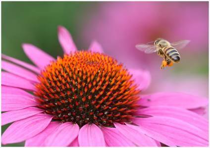 Hunting for more Nectar