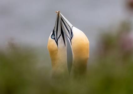 Courting Gannets 10/10 ION