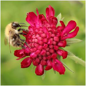 Collecting nectar 9/10