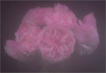 Roses 10/10 ION