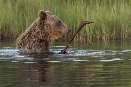 Brown Bear in a Finnish Lake