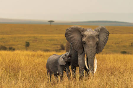Baby Elephant with Loving Mother