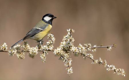 Great Tit