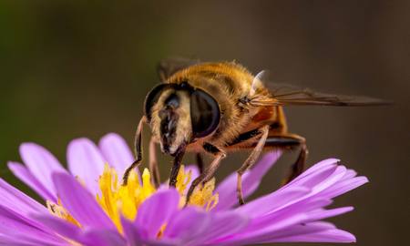 Bee Heaven