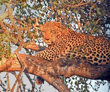 Leopard