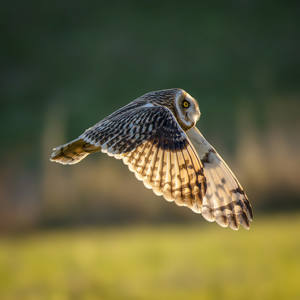 Short eared owl 10/10