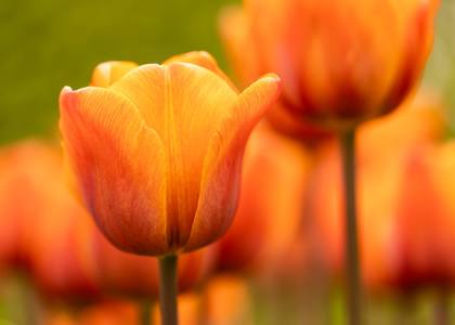 Flowers 9.5/10