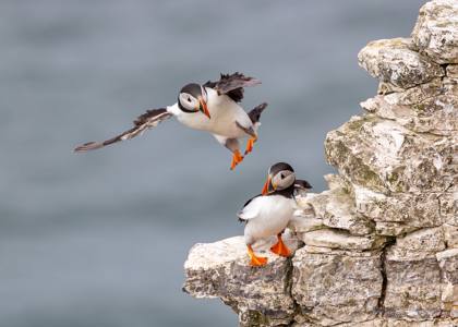 Puffin Landing 9.5/10