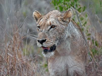 Lioness