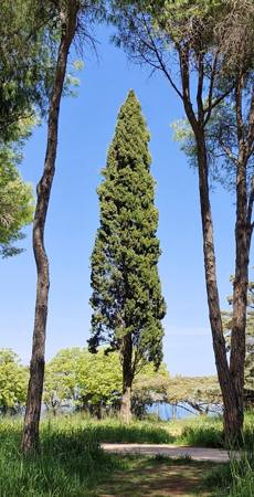 Lonely pine 10/10