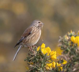 Female Linnet