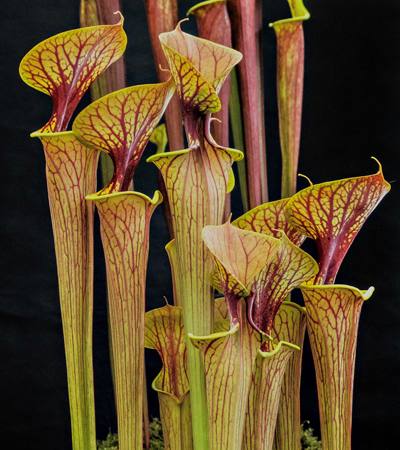 The majesty of Sarracenia 10/10