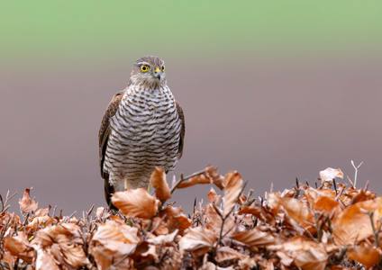 Sparrow Hawk
