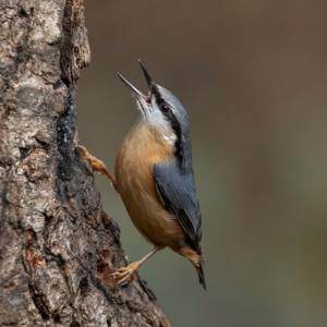 Nuthatch