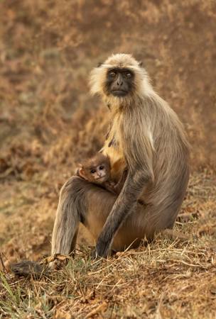 Mother and Baby 10/10