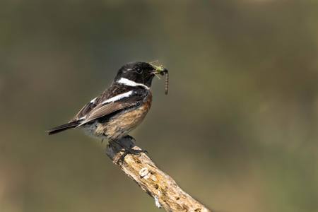Stone chat with Lunch