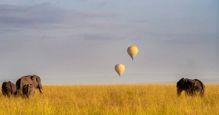 Elephant Balloon