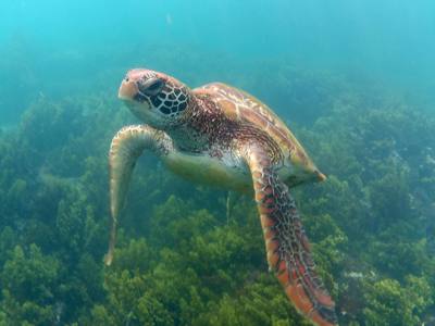 swimming with the turtle