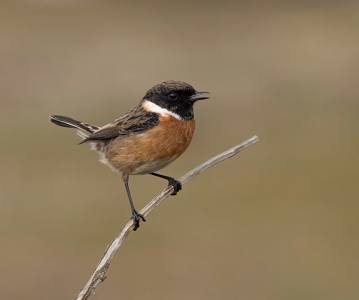 Male Stonechat