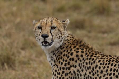Big cat
