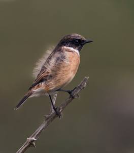 Male Stonechat