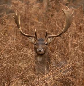 Fallow Buck in the Bracken