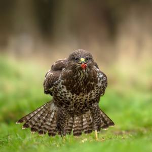 Buzzard 9.5/10