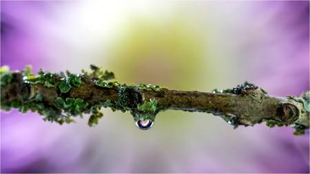 Natures Lens