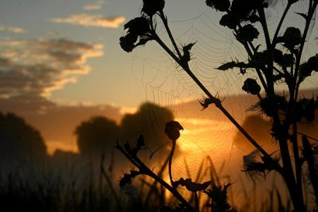 web in the morning light