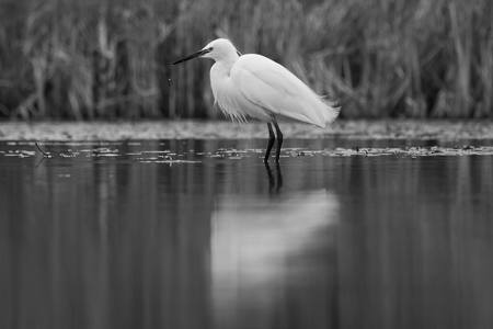 Little Egret
