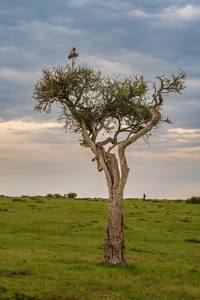 Tree 9/10