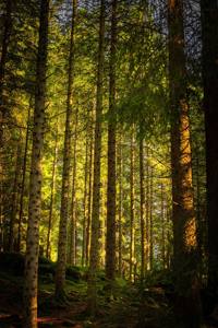 Trees 9/10