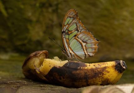 Malachite Butterfly