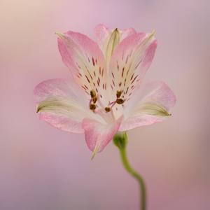 Pink Alstroemeria 9.5/10