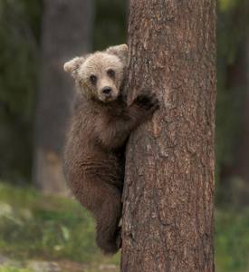 Wild Brown Bear Cub