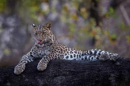 Leopard 9/10