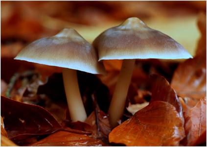 Forest Floor 10/10